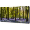 Foto obraz na plátne Les jar 100x50 cm