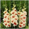Gladiola Ajax - Gladiolus - cibuľoviny - 3 ks