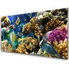 Nástenný panel Koralový útes príroda 100x50 cm