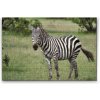 Vymalujsisam.sk Diamantovanie podľa čísiel - Zebra vo voľnej prírode Veľkosť: 40x60cm, Rám: Na kartónovej doske, Diamanty: Okrúhle