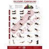 Plagát Valcovanie - foam rolling 70 x 48cm