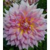 Georgína Strawberry Ice - Dahlia - hľuzy georgíny - 1 ks