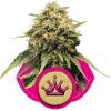 Royal Queen seeds Special Queen n. 1 neobsahují THC 3 ks