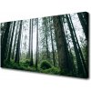 Obraz na plátne Les príroda 100x50 cm