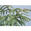 Picea orientalis ´ Aureospicata ´ Clt.35 140-150 cm