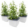 Gusta Garden Herbs Buddy samozavlažovací kvetináč, biely, 3ks v balení GG-124F11