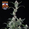Seedsman - Alaskan Bananaberry Auto 1 ks - Semená neobsahujú THC