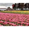 Zuty – Maľovanie Podľa Čísel – Ružové Tulipány Na Lúke (Dennis Frates), 40 × 50 cm, Plátno 8596530161325