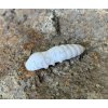 FISHUP Pupa 1,2