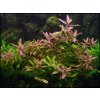 Hygrophila polysperma Rosanervig (Košíčková Ø 5,5 cm)