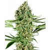 Sensi Seeds Critical Runtz Research semena neobsahují THC 3 ks
