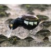Wobler IMAGO Ant Classic 3,5F - BK