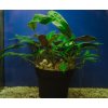 Cryptocoryne affinis