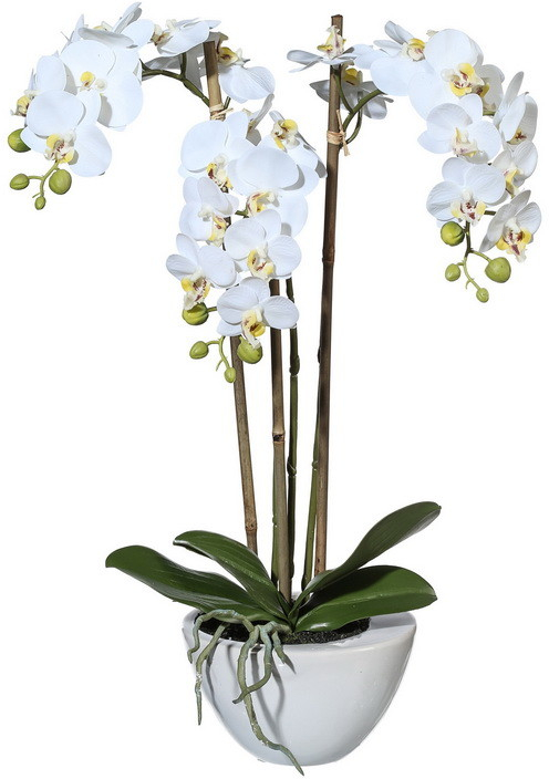 Orchidea biela v kvetináči, 51cm