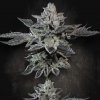 Paradise Seeds G-Force Semienka neobsahujú THC 5 ks