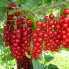 Ríbezľa červená ´Detvan´ stromčeková, kont. 2l