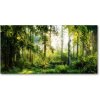 Foto obraz fotografie na skle Ranné slnko les 100x50 cm