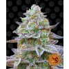 Gorilla Zkittlez - Barney´s Farm Balenie: 5ks