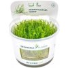Dennerle Plants Taxiphyllum sp. 'Giant' CUP - 1 ks