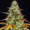 Barney´s Farm - Watermelon Zkittlez Auto 1 ks - Semená neobsahujú THC.
