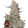 Fast Buds Cannabis Seeds Ztrawberriez Auto 1 ks