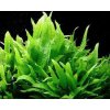 Microsorum pteropus /košíčková/