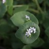 BIO Portulaka zimná - Claytonia perfoliata - bio semená - 100 ks