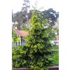 Smrek východný - Picea orientalis ´Aureospicata´