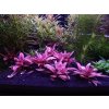 Cryptocoryne Flamingo
