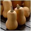 Tekvica maslová Butterbaby F1 PMT - Cucurbita moschata - semená - 6 ks