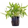 Pogostemon quadrifolius 