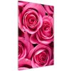 Vertikálny foto obraz sklo tvrdené Ružové ruže 50x100 cm