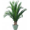 Phoenix palm tree 200 cm