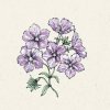 Jora Dahl Phlox drummondii 