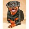 Diamantový obraz Rotvajler