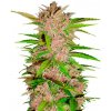 Fastbuds - Fastberry Auto 10 ks - Semená neobsahujú THC