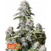 Fast Buds Cannabis Seeds Orange Sherbet FF 5 ks