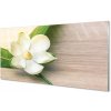 Nástenný panel biela magnólia 100x50 cm