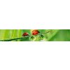 Fototapeta Dimex Ladybird KI350-015 | 350 x 60 cm (Samolepiace fototapety na linku)