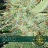 Vision Seeds Big Bud semena neobsahují THC 5 ks