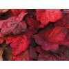 Heuchera Autumn Leaves, kont. 0,5 l