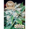 Fair Seeds - Orange Bud Diesel 10 ks - Semená neobsahujú THC