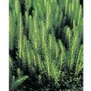 Truskavec obyčajný FloraSelf Hippuris vulgaris kvetináč Ø 11 cm