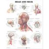 Head and Neck Anatomical Chart