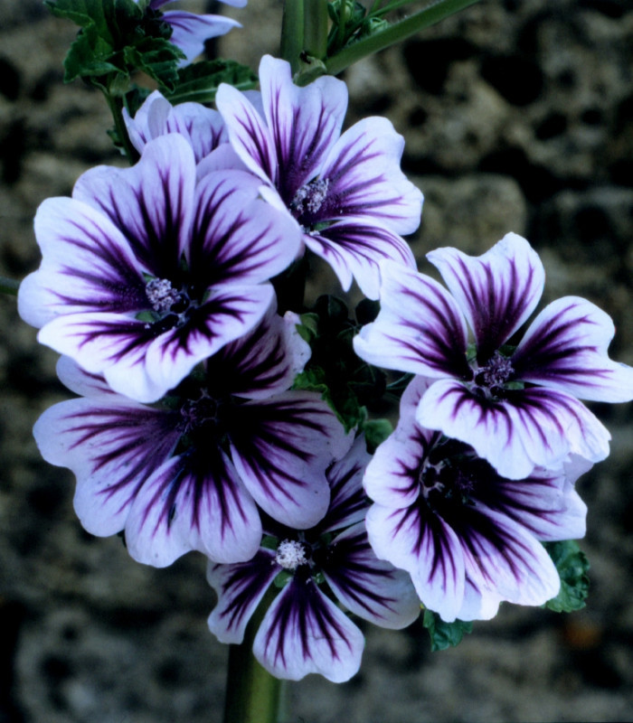 Slez lesný Zebrina - Malva sylvestris - predaj semien - 50 ks