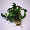 Bucephalandra Biblis Red