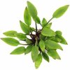 Dennerle Cryptocoryne lutea Hobbit