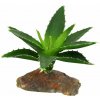 Lucky Reptile Agave malé, cca 10 cm