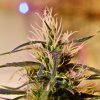 French Touch Seeds - Beldia regular 11 ks - Semená neobsahujú THC