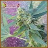 Dr. Krippling Seeds - Mango Bubble Cloud Auto 5 ks - Semená neobsahujú THC